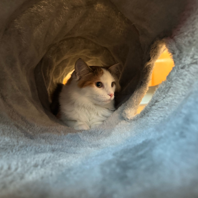 Best Las Vegas Cat Sitter