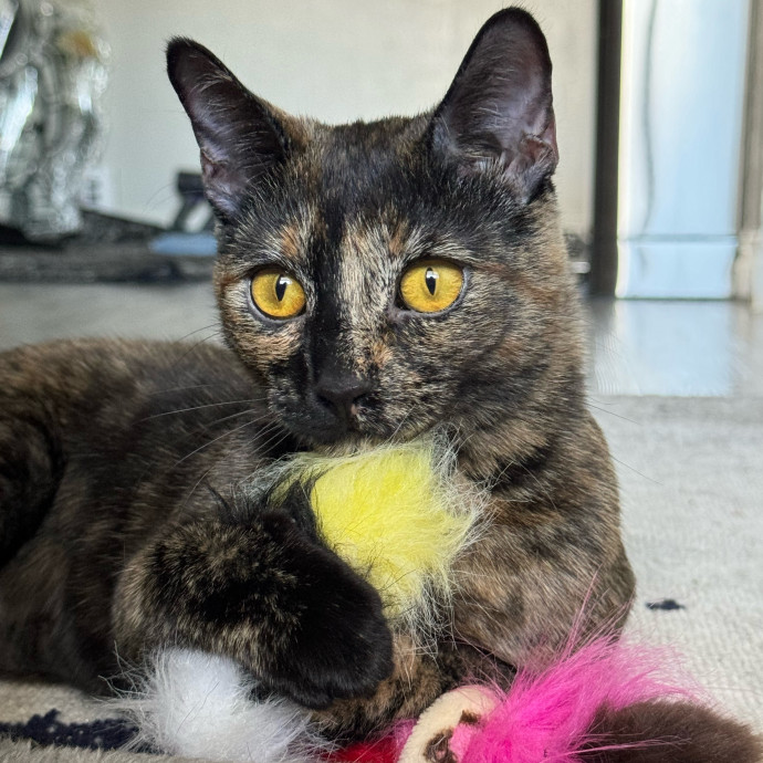 Best Las Vegas Cat Sitter