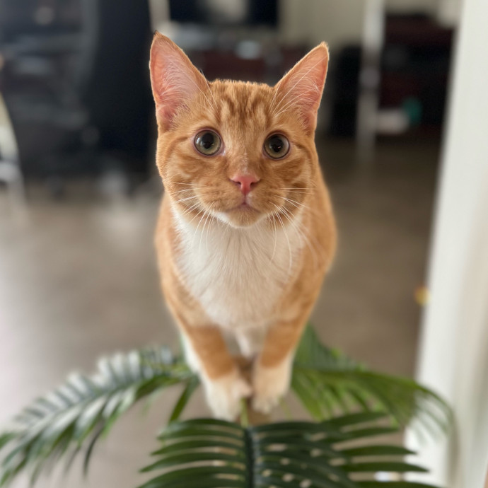 Best Las Vegas Cat Sitter