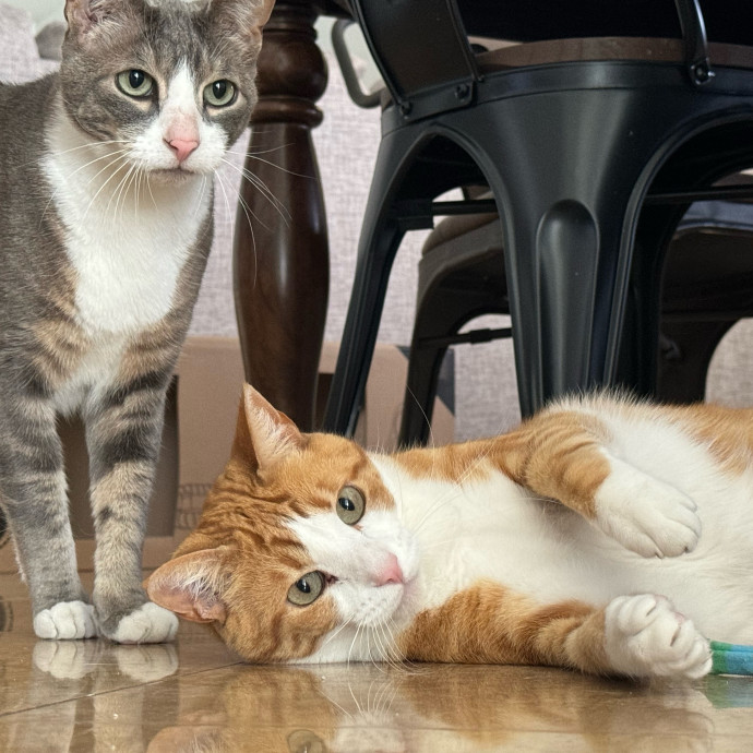 Best Las Vegas Cat Sitter photo 3