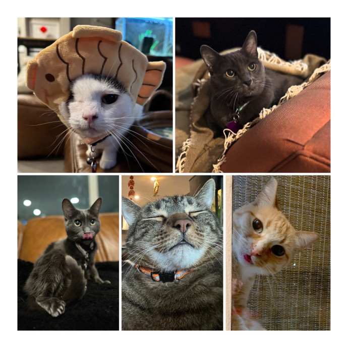 Best Las Vegas Cat Sitter photo 2
