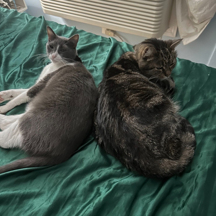 Trusted Cat Sitting Done Right