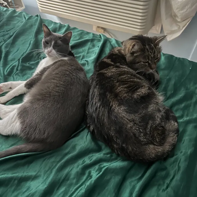 Trusted Cat Sitting Done Right