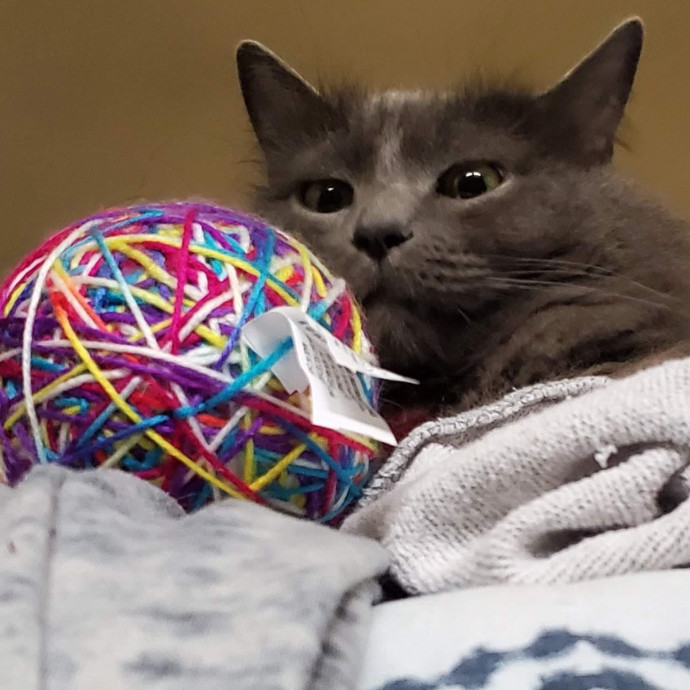 Trusted Cat Sitting Done Right