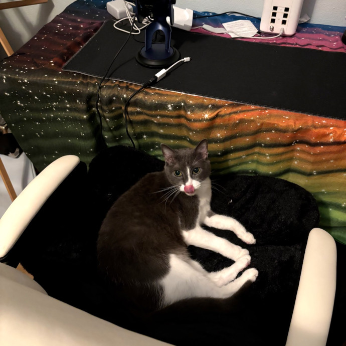 Trusted Cat Sitting Done Right