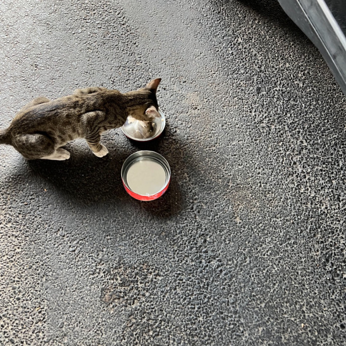Trusted Cat Sitting Done Right
