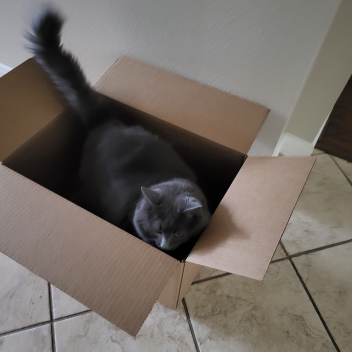 Trusted Cat Sitting Done Right