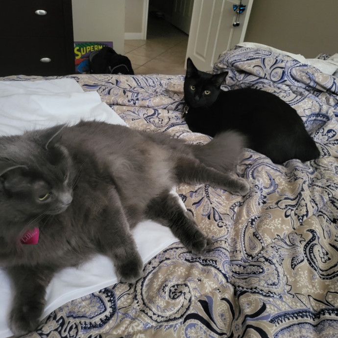 Trusted Cat Sitting Done Right