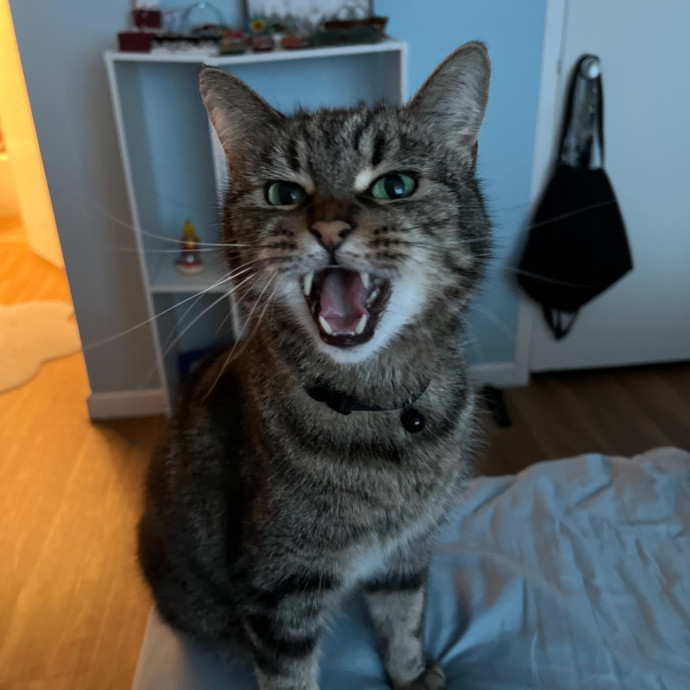 Trusted Cat Sitting Done Right