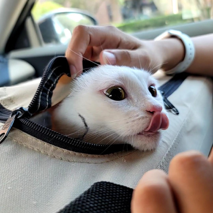 Trusted Cat Sitting Done Right