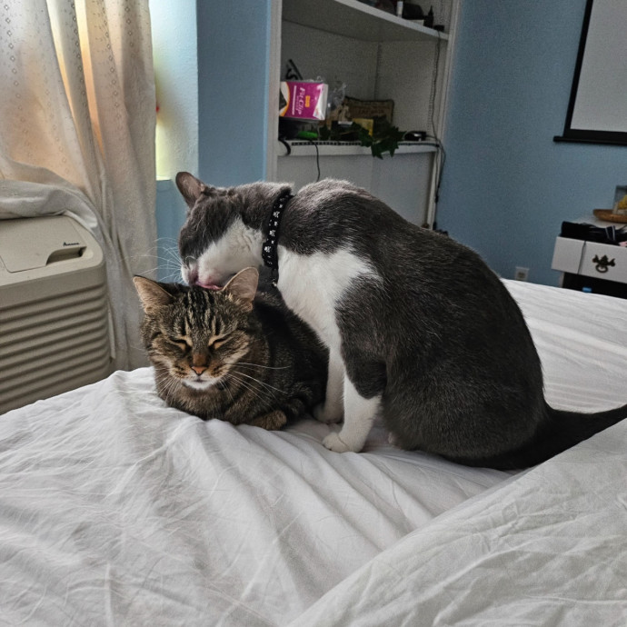 Trusted Cat Sitting Done Right