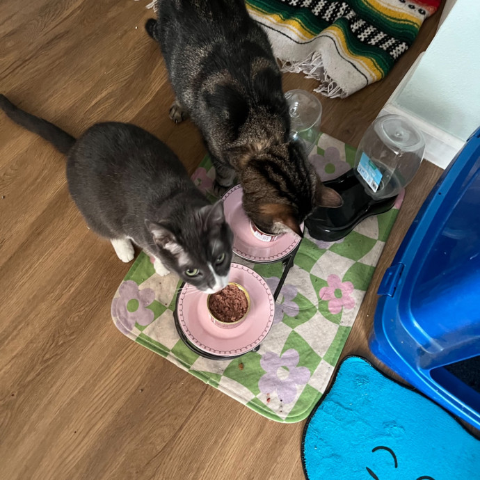Trusted Cat Sitting Done Right
