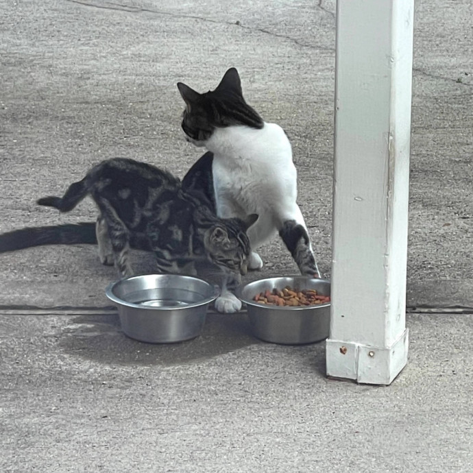 Trusted Cat Sitting Done Right