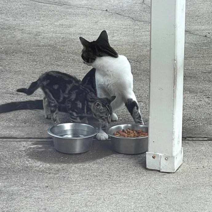 Trusted Cat Sitting Done Right