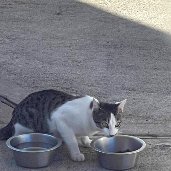 Trusted Cat Sitting Done Right