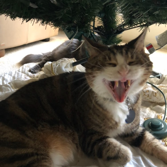 Trusted Cat Sitting Done Right