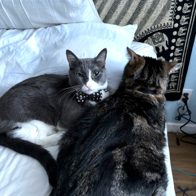Trusted Cat Sitting Done Right