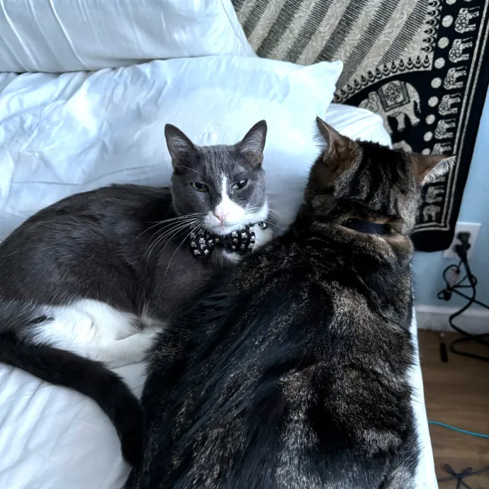 Trusted Cat Sitting Done Right