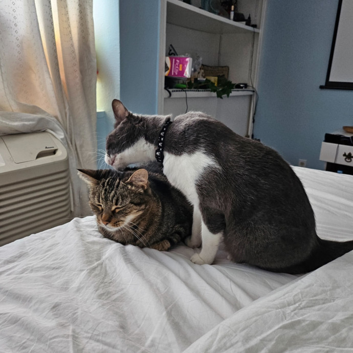 Trusted Cat Sitting Done Right