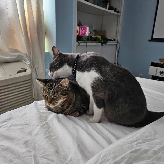 Trusted Cat Sitting Done Right