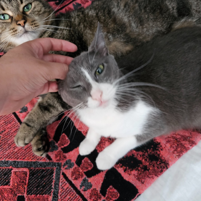 Trusted Cat Sitting Done Right