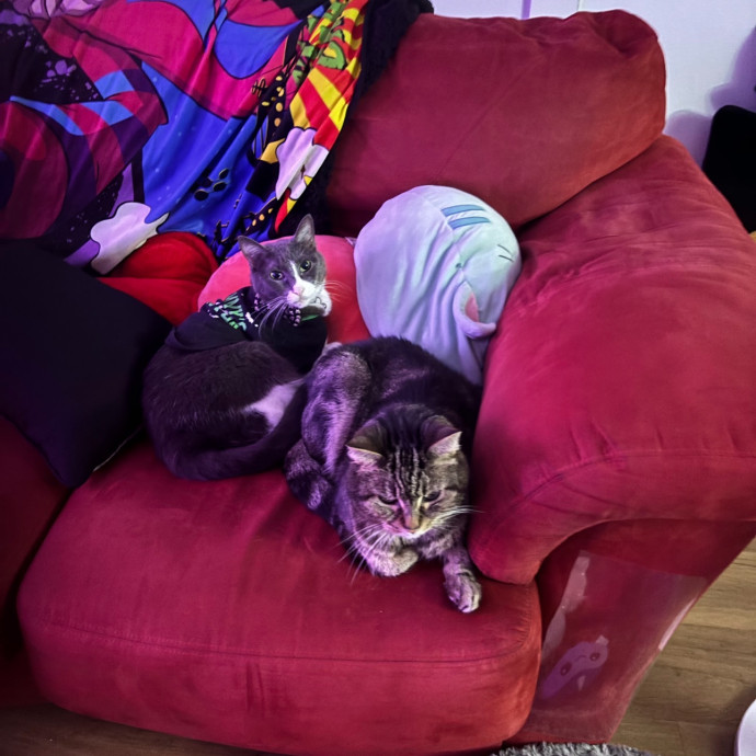 Trusted Cat Sitting Done Right