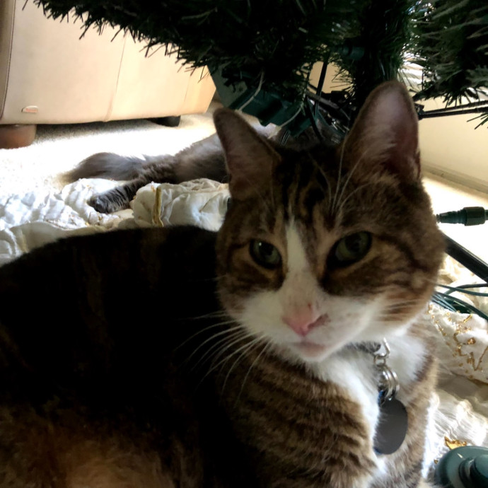 Trusted Cat Sitting Done Right