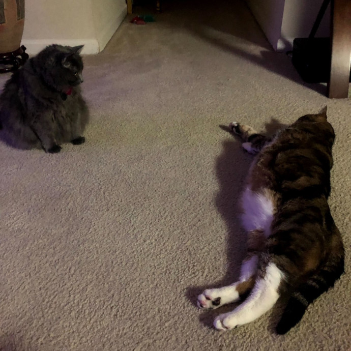 Trusted Cat Sitting Done Right