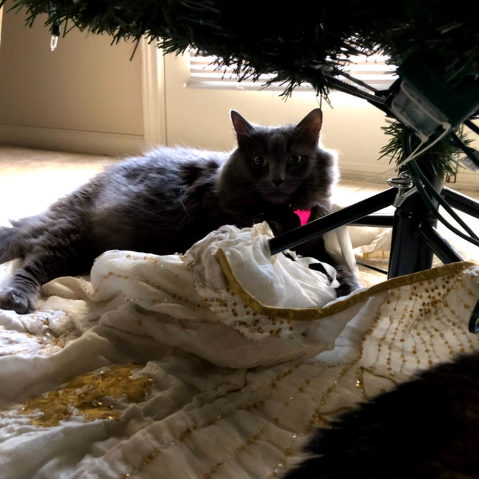 Trusted Cat Sitting Done Right