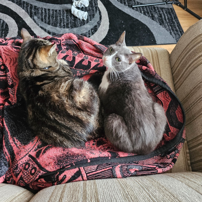 Trusted Cat Sitting Done Right