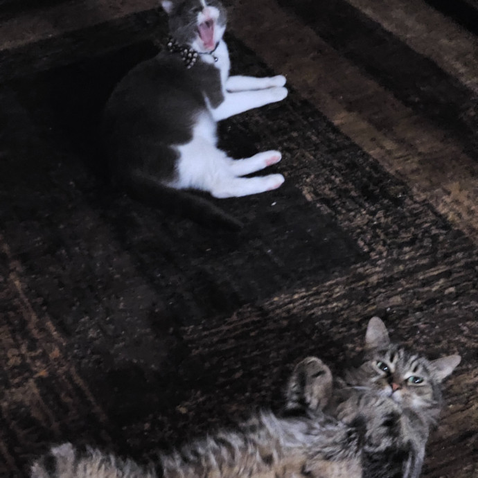 Trusted Cat Sitting Done Right photo 3