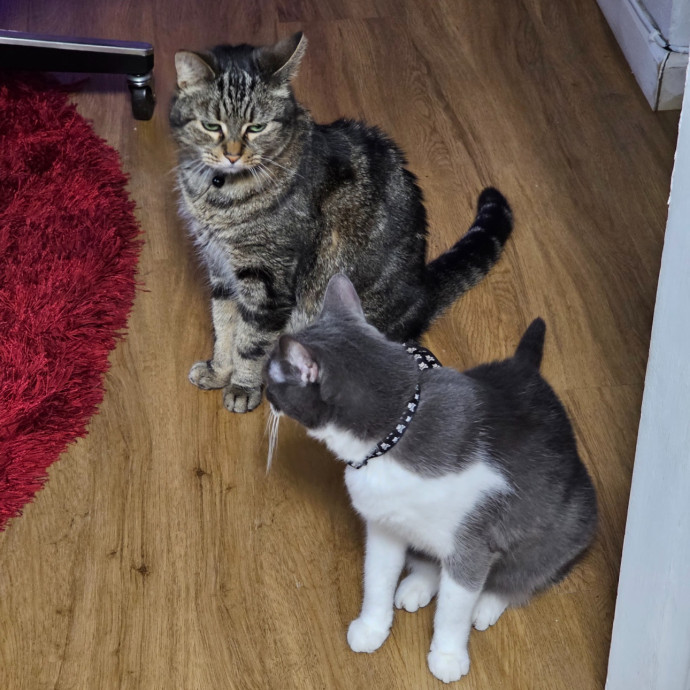 Trusted Cat Sitting Done Right photo 2