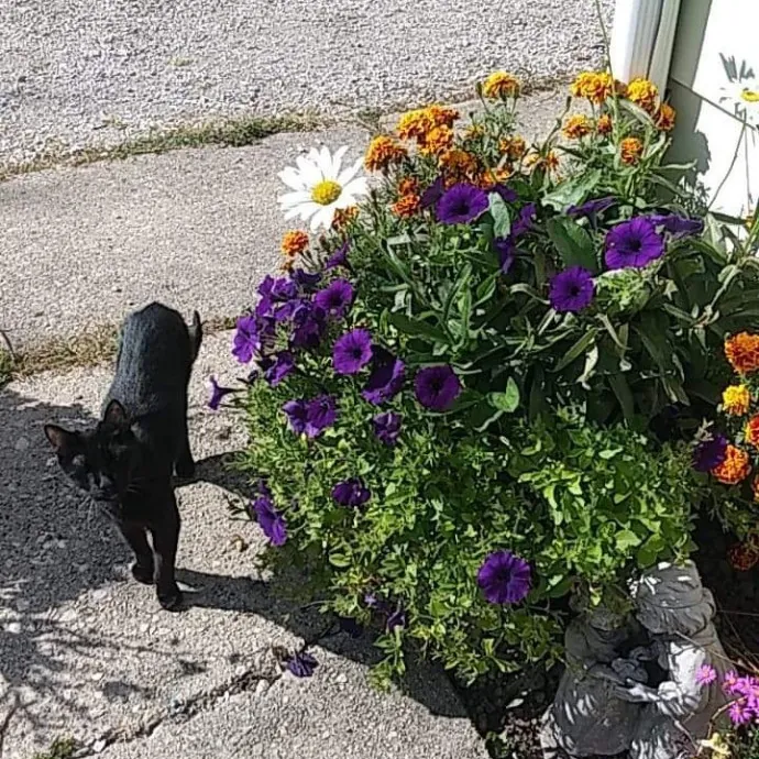 Chris Custom Cat Care