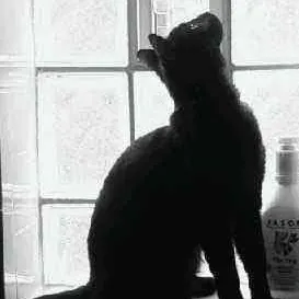 Chris Custom Cat Care