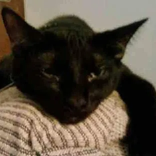 Chris Custom Cat Care