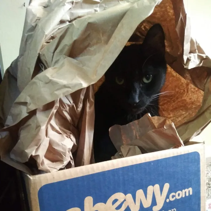 Chris Custom Cat Care