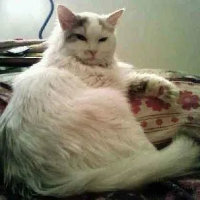 Chris Custom Cat Care