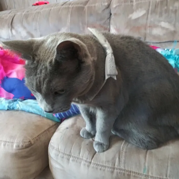 Chris Custom Cat Care