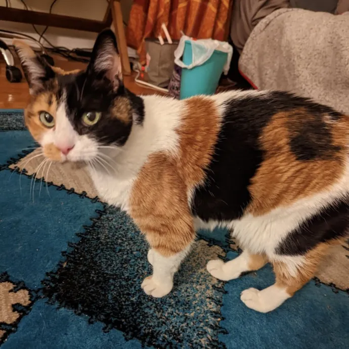 Chris Custom Cat Care