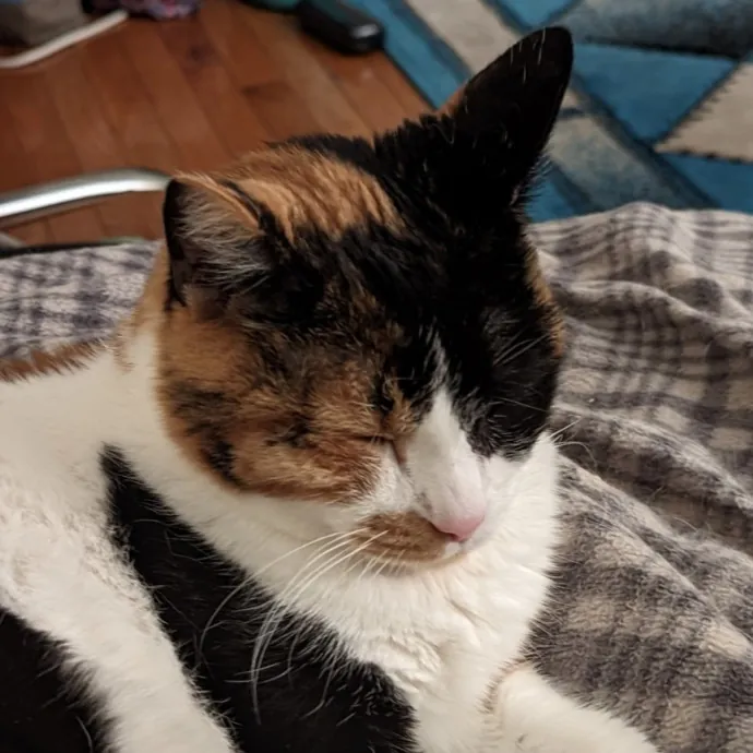 Chris Custom Cat Care