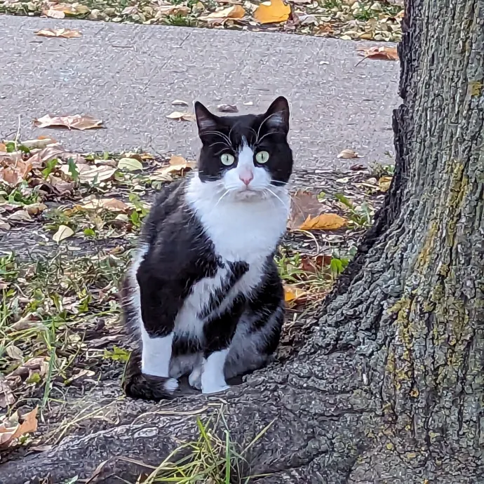 Chris Custom Cat Care