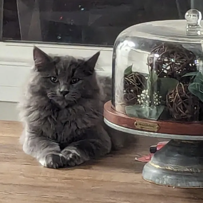 Chris Custom Cat Care