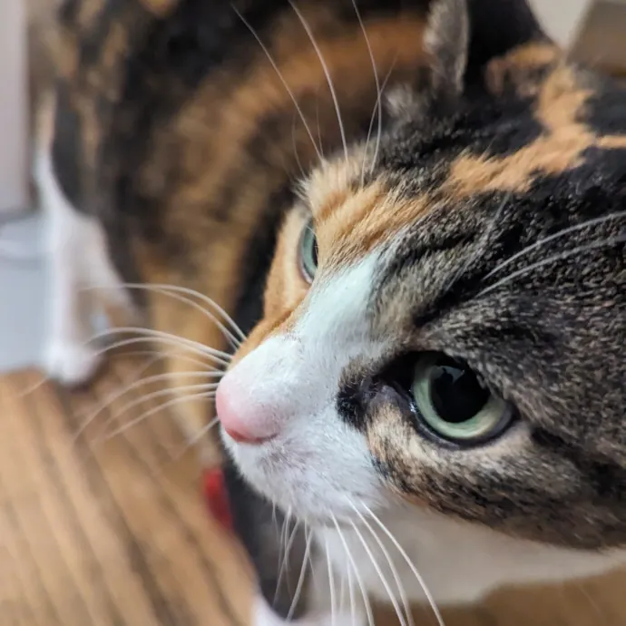 Chris Custom Cat Care