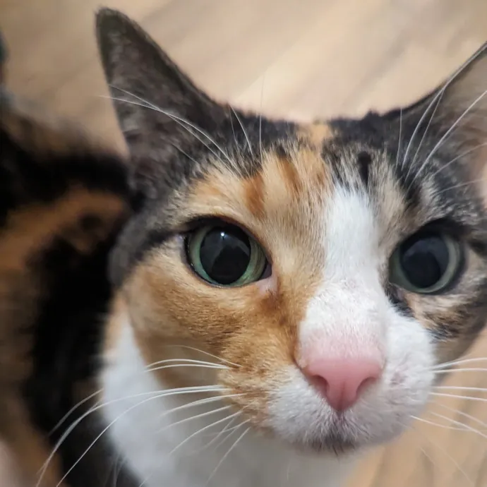 Chris Custom Cat Care