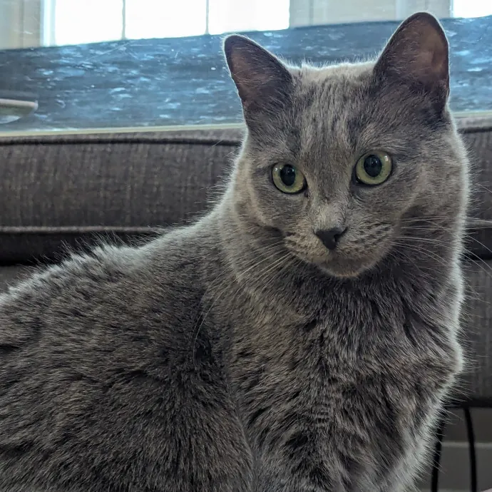 Chris Custom Cat Care