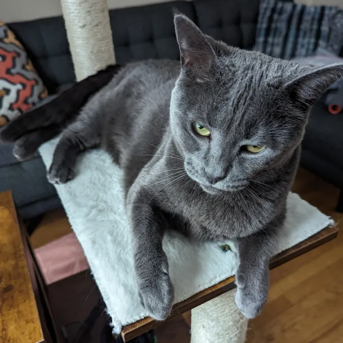 Chris Custom Cat Care