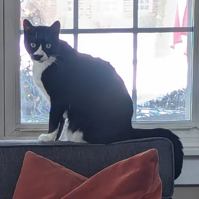 Chris Custom Cat Care