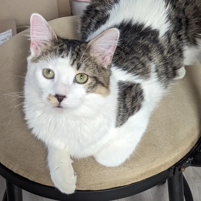 Chris Custom Cat Care