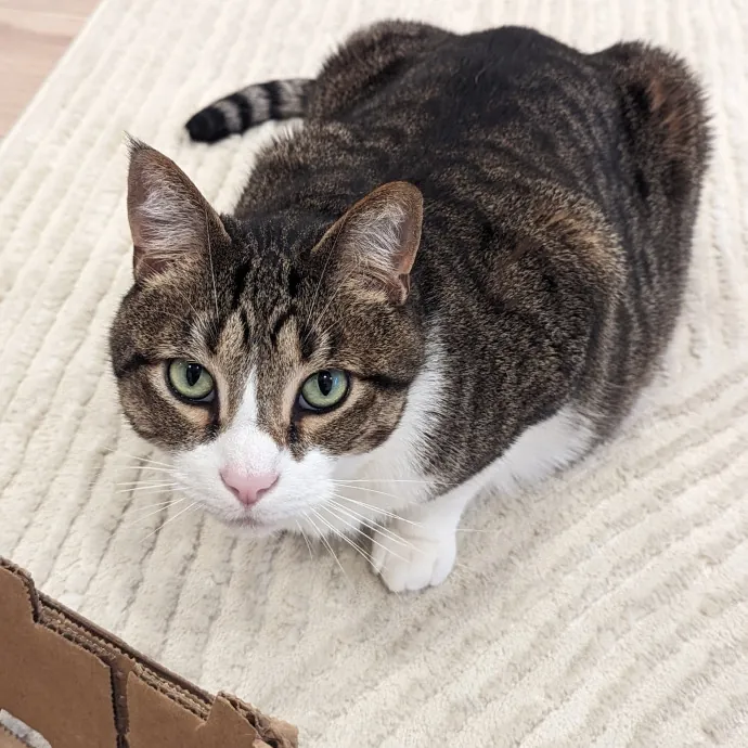 Chris Custom Cat Care