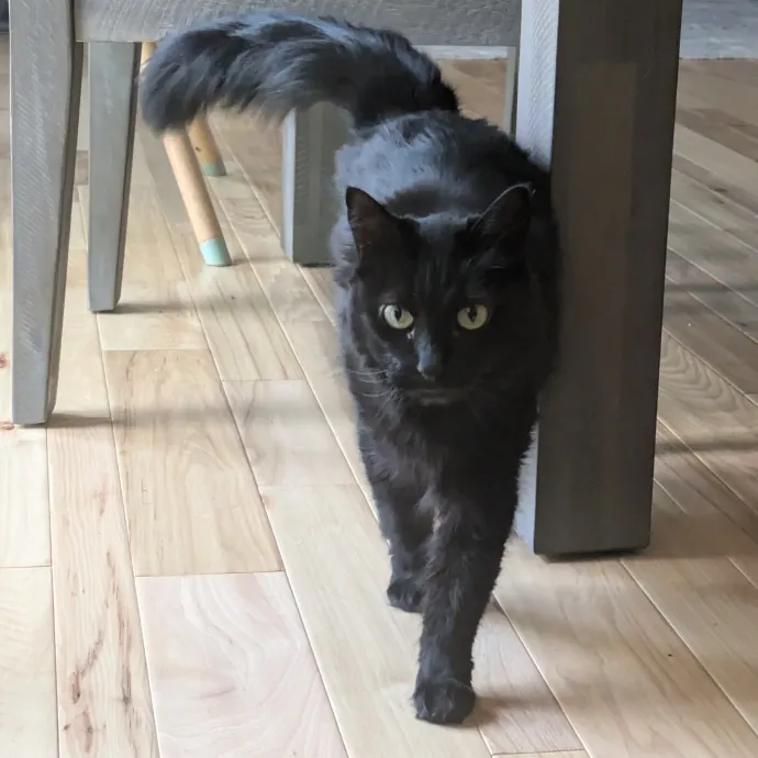 Chris Custom Cat Care